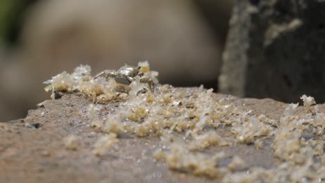 Closeup-of-a-single-little-rock-crab-feeding-on-a-stone-near-ocean-beach