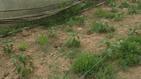 Footage-of-rows-of-green-plant-seedlings-in-green-house