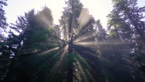 Sonnenstrahlen-Eines-Morgens-Im-Redwood-National-Forest