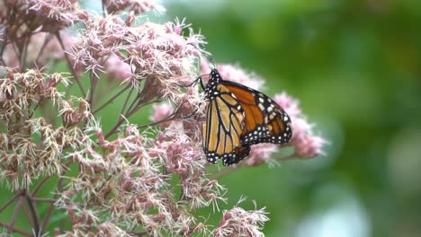 Mariposa-Monarca-Polinizando-Las-Plantas-En-El-Norte-Del-Estado-De-Nueva-York