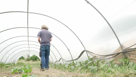 Young-alternative-farmer-wrap-a-rope-inside-a-greenhouse-with-vegetables-plants