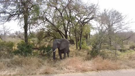 Afrikanischer-Elefant-Tritt-Zurück-Und-Schüttelt-Seinen-Großen-Kopf