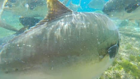 Eine-Nahaufnahme-Einer-Schule-Von-Pompano-Fischen,-Die-Neugierig-Um-Ein-Aquarium-Herumschwimmen,-Durban,-Südafrika