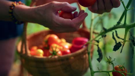 Hand-Of-An-Elderly-Woman-Harvesting-Tomatoes