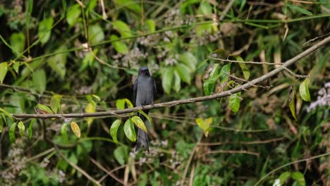 Perched-on-the-branch-scanning-for-insects-around-then-shakes-its-body-puffing-its-feathers,-Ashy-Drongo-Dicrurus-leucophaeus,-Khao-Yai-National-Park,-Thailand