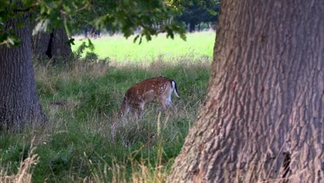 Fallow-Deer-grazing-in-The-Phoenix-Park-in-the-center-of-Dublin-city-Ireland