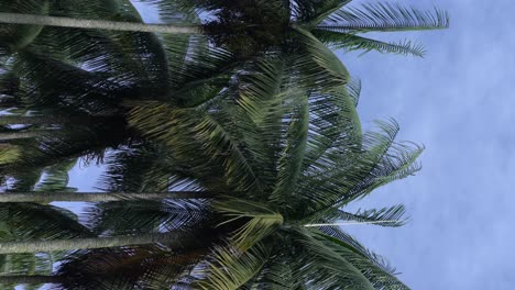 Vertical-video---Relaxed-view-of-a-gentle-breeze-blowing-through-the-palm-trees-against-the-light-blue-sky