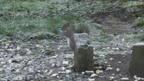 Grey-Squirrel-Eating-On-Bread-Pieces-From-Garden-On-Frosty-Afternoon-Behind-Breeze-Block