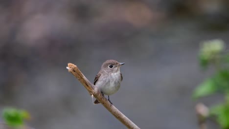 Seen-facing-to-the-right-as-it-looks-around-the-creek,-Asian-Brown-Flycatcher,-Muscicapa-dauurica,-Khao-Yai-National-Park,-Thailand