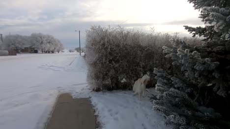 Weißer-Husky-Hund-An-Der-Leine,-Der-Im-Winter-Im-Schnee-Gelaufen-Wird