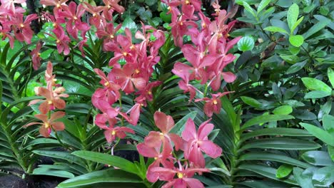 Llamando-La-Atención-De-La-Orquídea-Naranja-Aranda-Chark-Kuan-En-El-Jardín-Nacional-De-Orquídeas-En-Los-Jardines-Botánicos-De-Singapur