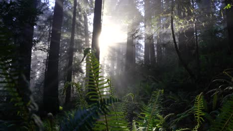 A-beam-of-light-in-the-fern-forest,-located-in-the-California-Redwoods