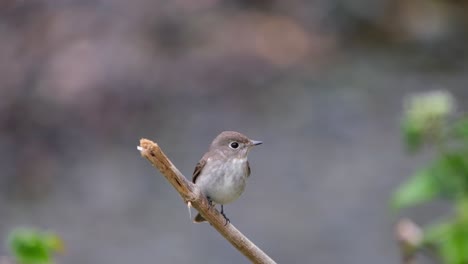 Captured-perched-on-a-broken-twig-while-looking-around-as-the-camera-tilts-down,-Asian-Brown-Flycatcher,-Muscicapa-dauurica,-Khao-Yai-National-Park,-Thailand