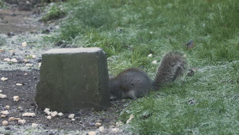 Graues-Eichhörnchen,-Das-An-Frostigen-Nachmittagen-Auf-Brotstücken-Aus-Dem-Garten-Isst