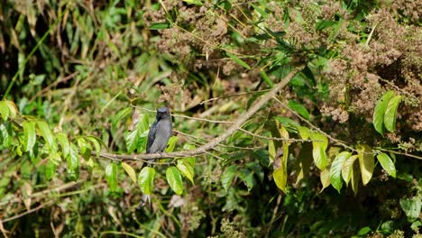 Locking-on-a-target-during-the-afternoon-in-the-jungle,-Ashy-Drongo-Dicrurus-leucophaeus,-Khao-Yai-National-Park,-Thailand