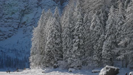 Snow-capped-trees-in-the-Dolomites-around-Lake-Braies,-in-the-italian-Alps