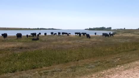 SLOW-MOTION---Cows-in-a-field-next-to-a-lake-on-a-sunny-day-near-a-small-town-in-Alberta-Canada