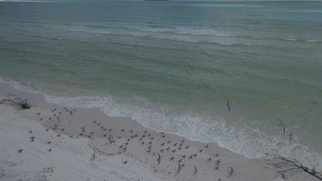 Flock-Of-Migratory-Birds-On-Sandy-Beach-Of-Hill-Inlet