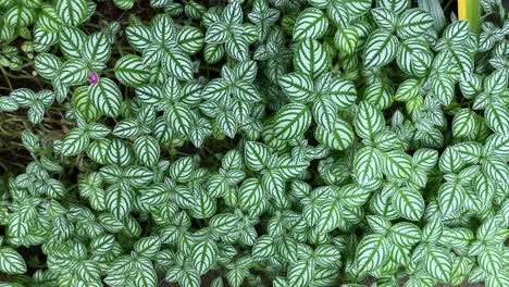 Flatlay-Mit-Schöner-Textur-Und-Muster-Aus-Nervenpflanzen,-Weißem-Und-Grünem-Blatthintergrund,-Tapete