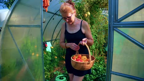 An-Old-Caucasian-Woman-Is-Getting-Out-Of-Hothouse-With-A-Basket-Full-Of-Ripe-Tomatoes