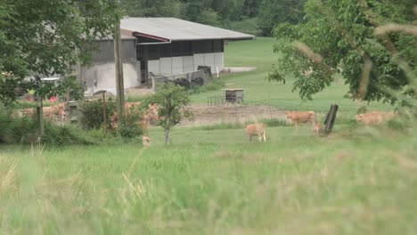 Wide-Shot-Of-A-Herd-Of-Cattle-Cows-Grazing-In-A-Farm-Field