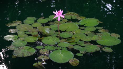 ätherische-Schönheit-Der-Rosa-Seerose,-Die-Friedlich-Auf-Der-Oberfläche-Des-Sees-Schwimmt