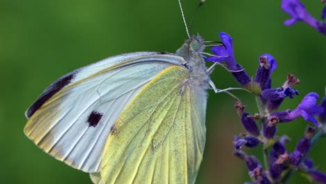 Cabbage-White-Butterfly-On-Lavender-Flower---macro-shot