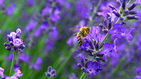 Honigbiene-Auf-Lavendelblüte-Sammelt-Pollen---Makroaufnahme