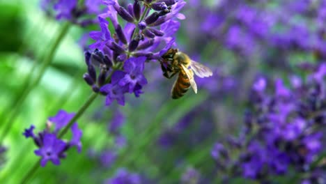 Honey-Bee-Hovering-On-Beautiful-Lavender-Flowers-In-The-Field