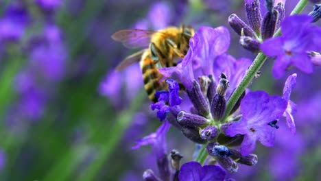Beschäftigte-Zimmermannsbiene,-Die-Pollen-Von-Lila-Blühenden-Blumen-Sammelt