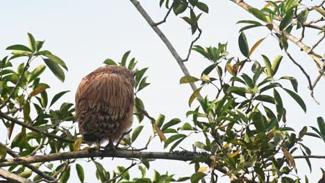 A-fledgling-just-standing-on-its-perch-then-moves-a-little-as-it-looks-around,-Buffy-Fish-Owl-Ketupa-ketupu,-fledgling,-Khao-Yai-National-Park,-Thailand