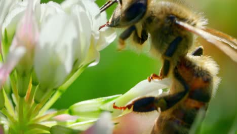 Honigbiene-Bestäubt-Schöne-Calla-Lilienblumen-Im-Garten