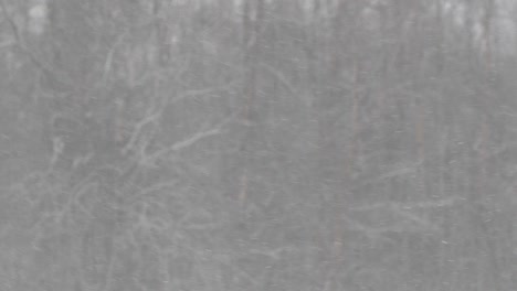 snow-falling-mid-air-on-frozen-forest-background-rack-focus,-slow-motion
