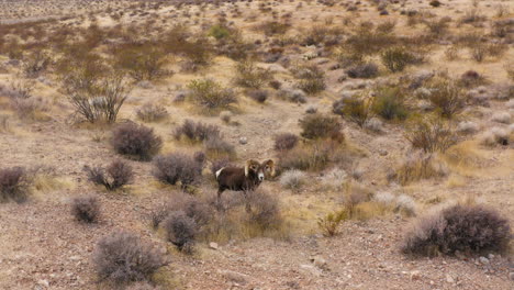 Antenne-Nahaufnahme-Von-Wilden-Dickhornschafen-In-Der-Wüste-Von-Nevada-Tal-Des-Feuers-Abgelegene,-Unverschmutzte-Natürliche-Umgebung
