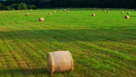 Vast-Field-With-Round-Hay-Bales-At-Summer-In-Lithuania
