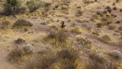 Dickhornschafe,-Die-Allein-Im-Natürlichen-Lebensraum-Der-Wüstensanddüne-Ruhen,-Luftaufnahme-Der-Tierwelt-Im-Tal-Des-Feuers-Nevada-Naturpark
