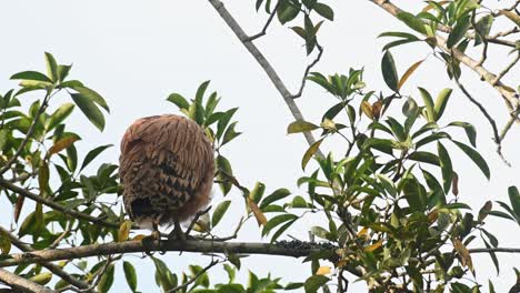 A-fledging-perched-alone-on-a-branch-on-top-of-the-tree-seen-from-its-back-moving-its-head,-Buffy-Fish-Owl-Ketupa-ketupu,-fledgling,-Khao-Yai-National-Park,-Thailand