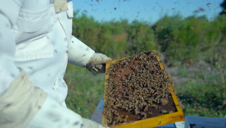 Bees-swarming-around-beekeeper-holding-honey-comb-frame,-apiculture