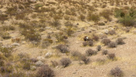 Bighorn-sheep-walking-in-desert-arid-dry-location,-valley-of-fire-wildlife-landscape-Nevada-usa