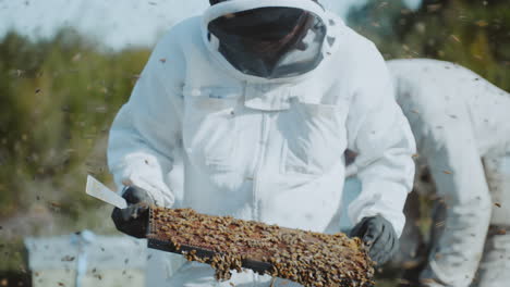 Beekeeper-controlling-Manuka-honey-bee-hive-frame-in-apiary