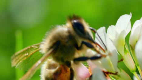 Makroaufnahme-Einer-Biene,-Die-Nektar-In-Einer-Blume-Saugt