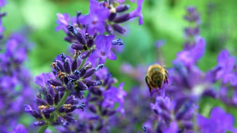 Bumble-Bee-Flying-Around-And-Feed-On-Lavender-Plant-In-Summer
