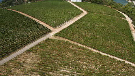 Aerial-View-Of-Green-Vineyards-Near-The-Winery-In-Komarna,-Croatia
