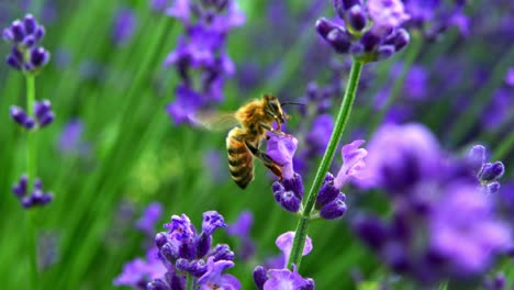 Honigbiene-Auf-Lavendelblüten---Makroaufnahme