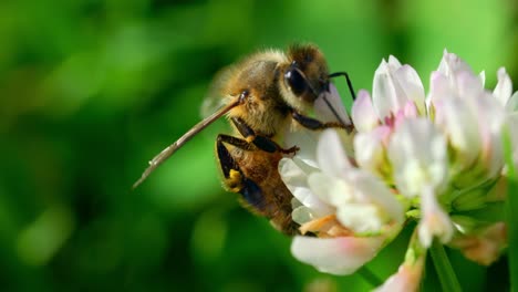 Biene-Auf-Einer-Weißen-Blume-An-Einem-Schönen-Frühlingstag,-Der-Nektar-Sammelt---Makroaufnahme
