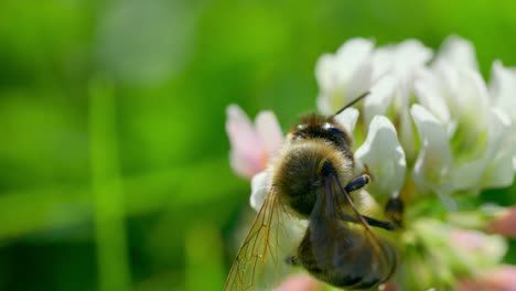 Makro-Einer-Honigbiene,-Die-Sich-Von-Weißklee-Ernährt