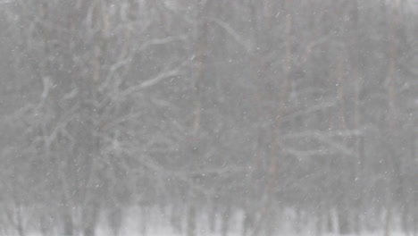 Snow-falling-in-front-of-blurry-forest-background,-slow-motion