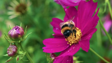 Biene-Auf-Magentafarbener-Blume-Sammelt-Pollen-Und-Fliegt-Dann-Weg
