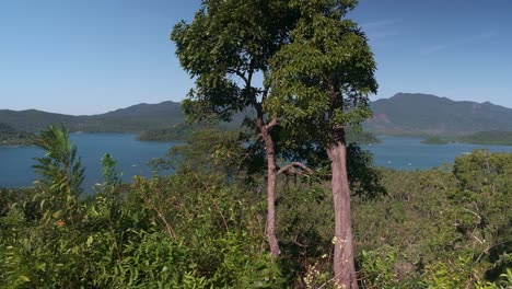 left-to-right-pan-of-tropical-trees-and-jungle-with-ocean-and-mountains-in-background