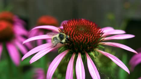 Close-Up-of-Great-Yellow-Bumblebee-Collecting-Pollen-From-a-Purple-Coneflower-and-the-Background-is-Blurred---Macro-Shot